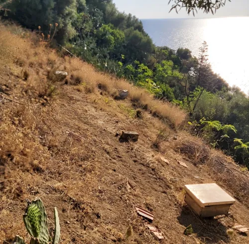 Vente Terrain Skikda Collo