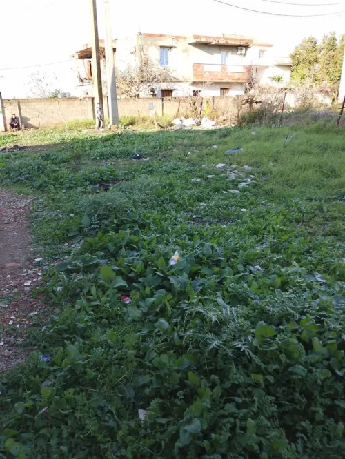 Vente Terrain Blida Meftah