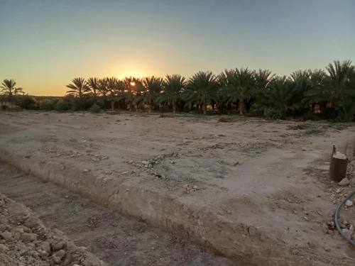 Vente Terrain Agricole Biskra El ghrous