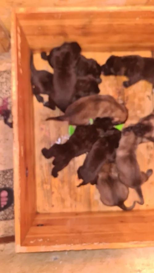 Cane Corso