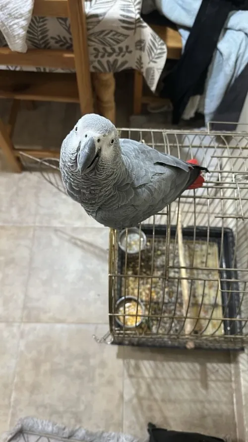 Parrot