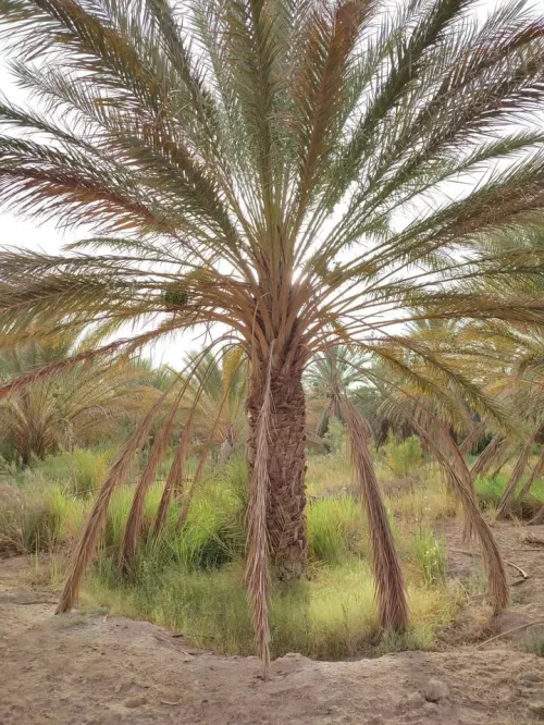 Vente Terrain Agricole Biskra El hadjeb