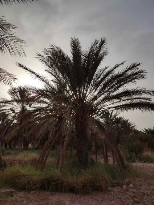 Vente Terrain Agricole Biskra El hadjeb