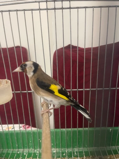 Maknina Femelle مقنينة تاع العام
