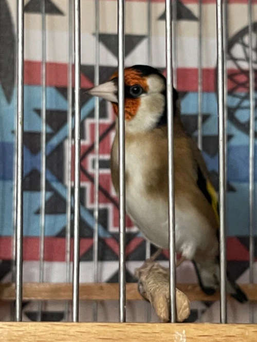 Chardonneret مقنين تاع العام