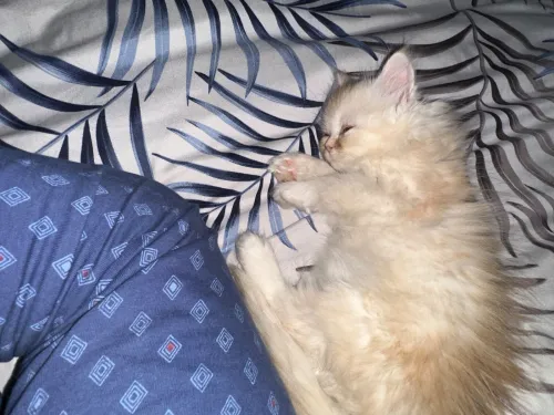 CHAT PERSAN PURE SANG 2 MOIS FEMELLE