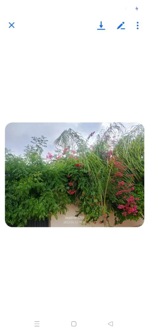 Vente Terrain Relizane Oued rhiou