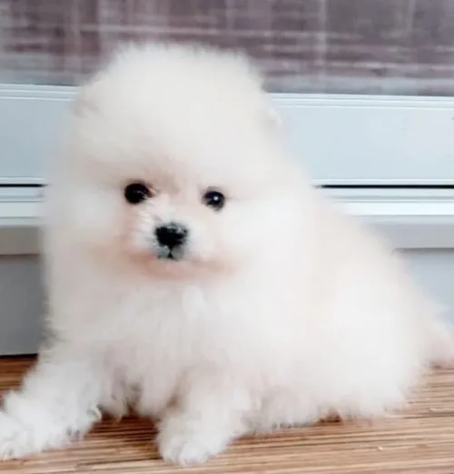 Spitz