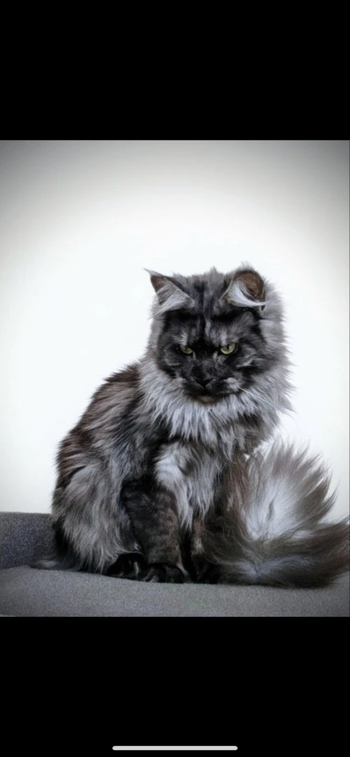 Maine coon
