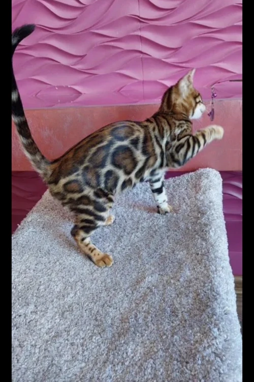 Bengal