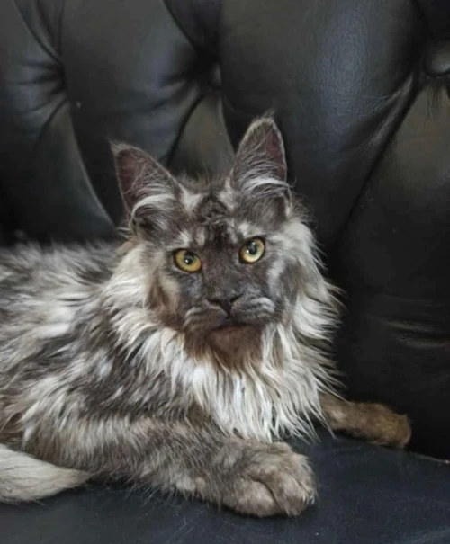 Maine coon