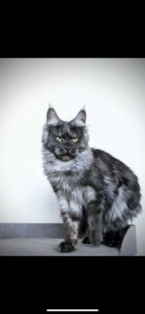 Maine coon