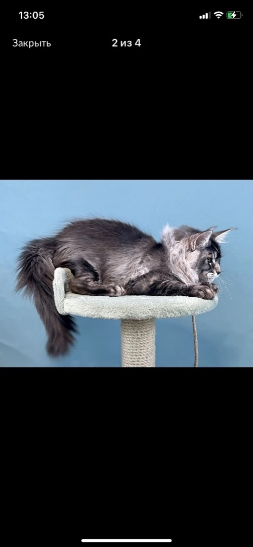 Maine coon