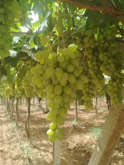 Vente Terrain Agricole Alger Cheraga