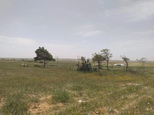Vente Terrain Agricole Tiaret Naima