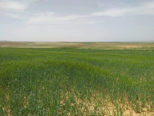 Vente Terrain Agricole Tiaret Naima
