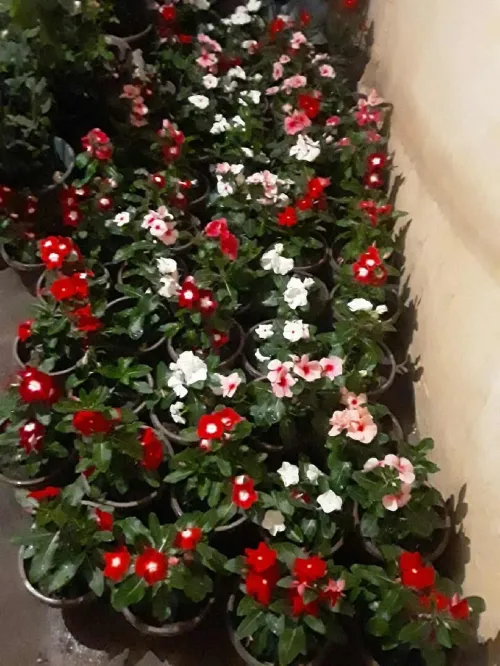Aménagement jardin 