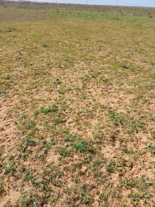 Vente Terrain Agricole Djelfa Benhar