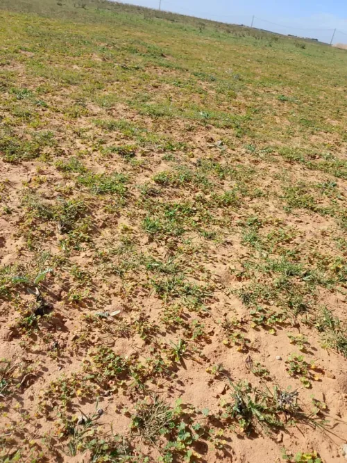 Vente Terrain Agricole Djelfa Benhar