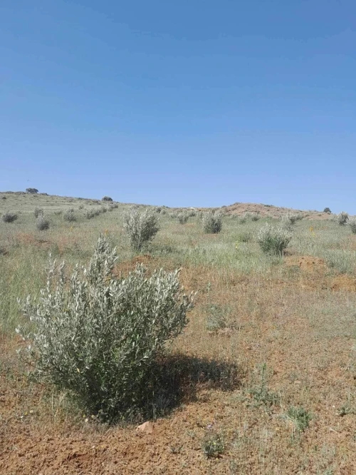 Vente Terrain Agricole Bouira Sour el ghouzlane