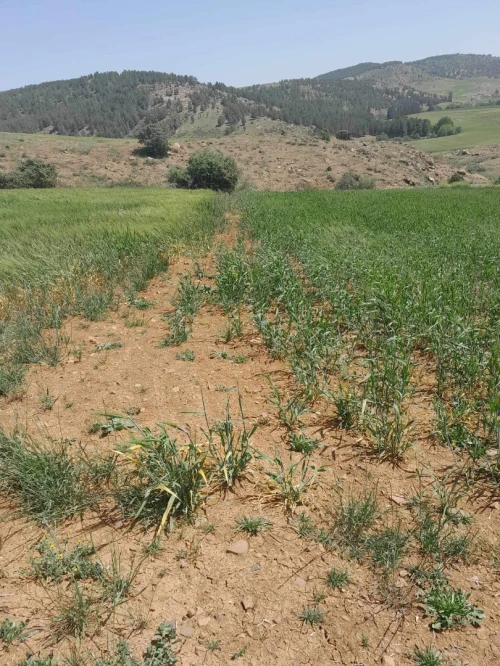 Vente Terrain Agricole Bouira Sour el ghouzlane