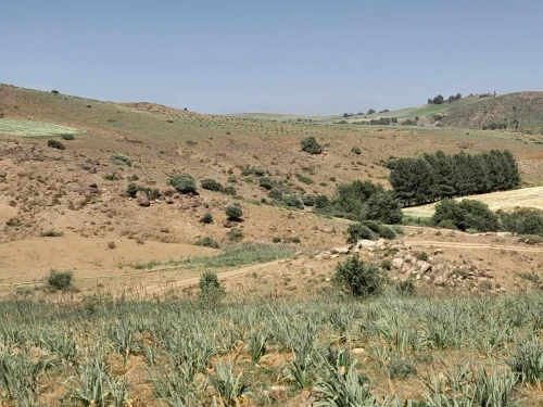 Vente Terrain Agricole Bouira Sour el ghouzlane