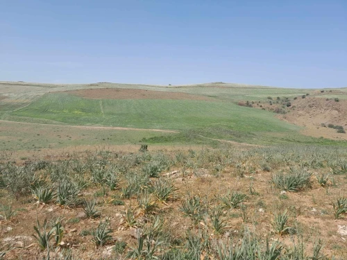 Vente Terrain Agricole Bouira Sour el ghouzlane