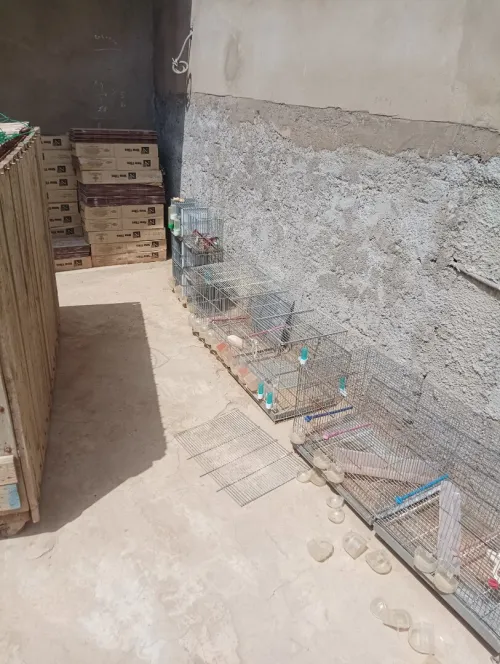 cages 
