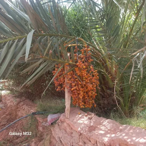 Location Terrain Timimoun Timimoun
