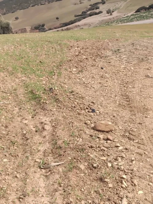 Vente Terrain Agricole Aïn Defla Khemis miliana