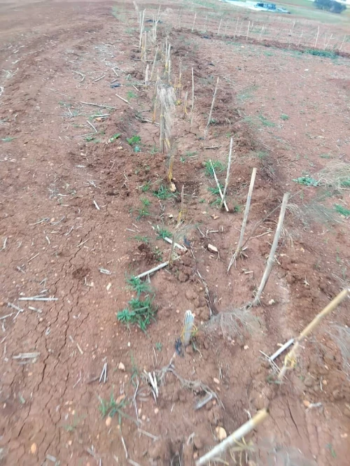 Vente Terrain Agricole Aïn Defla Khemis miliana
