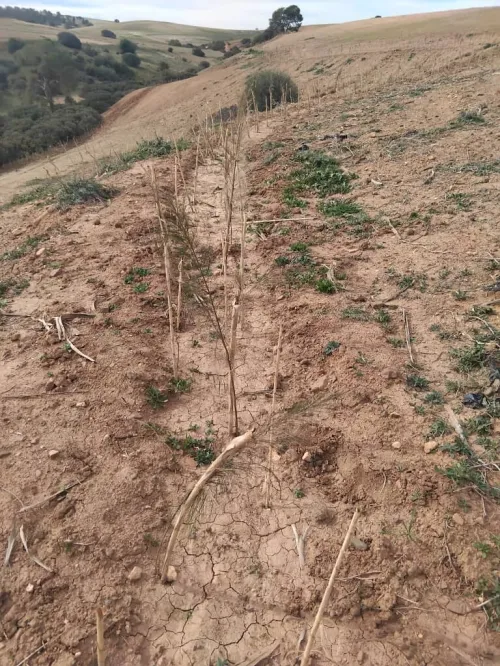 Vente Terrain Agricole Aïn Defla Khemis miliana
