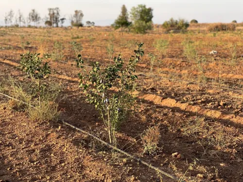 Vente Terrain Agricole Sidi Bel Abbès Tabla