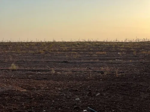 Vente Terrain Agricole Sidi Bel Abbès Tabla