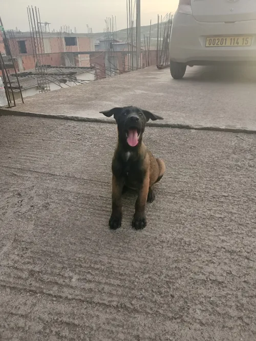 Chien malinois a vendre 