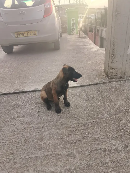 Chien malinois a vendre 