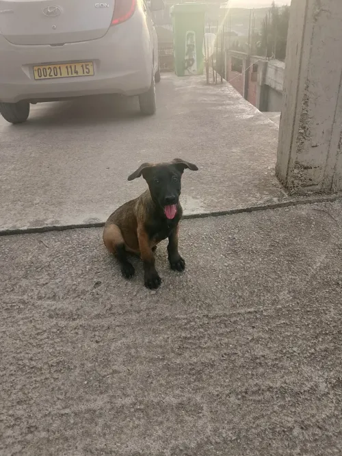 Chien malinois a vendre 