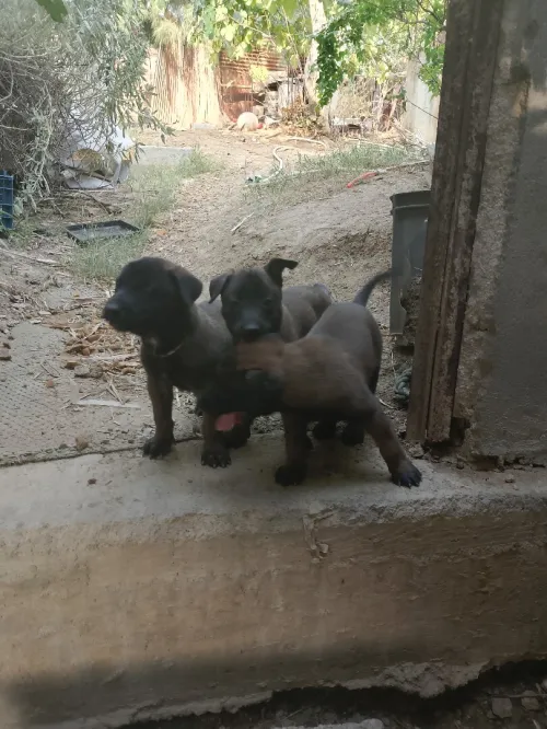 Chiots malinois 