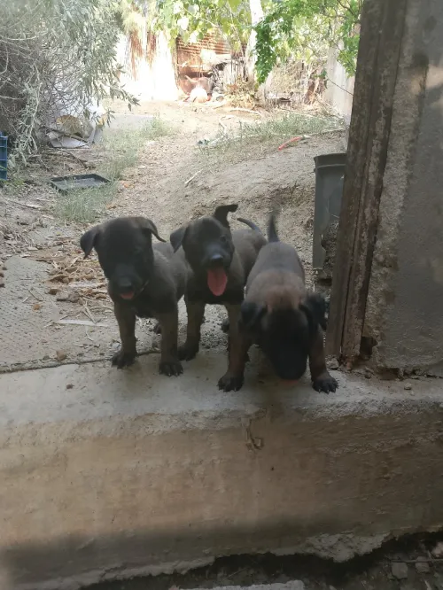 Chiots malinois 