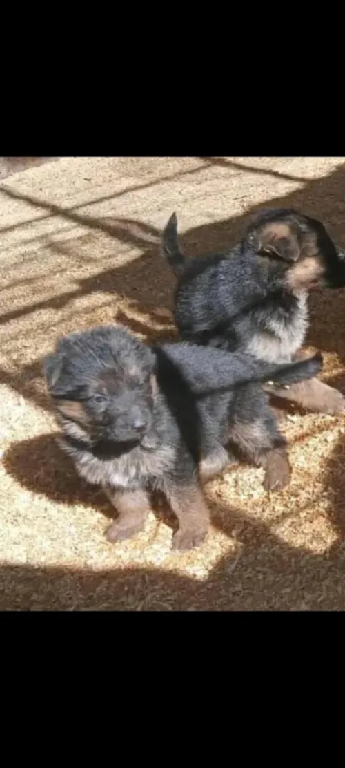Chien berge allelond