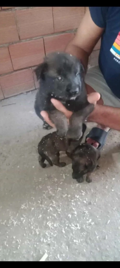 Chien malinois
