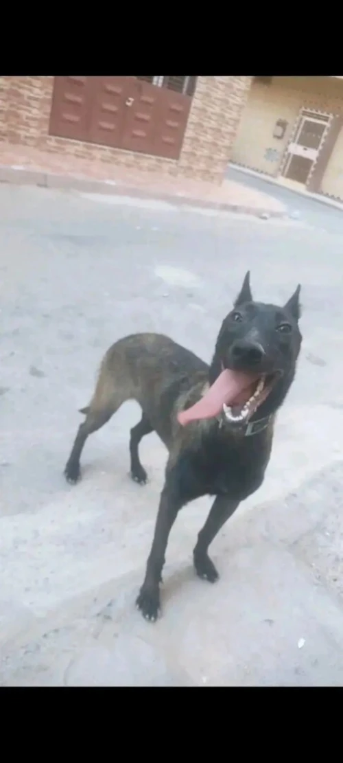 Chien malinois