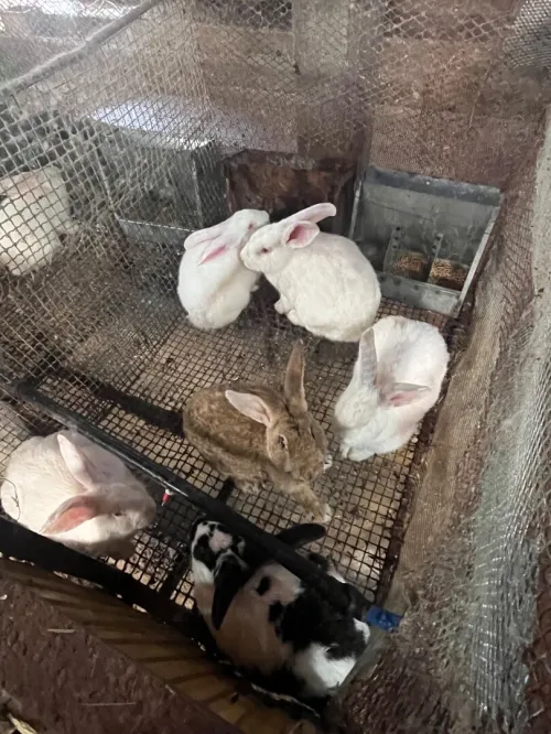 Lapin à vendre