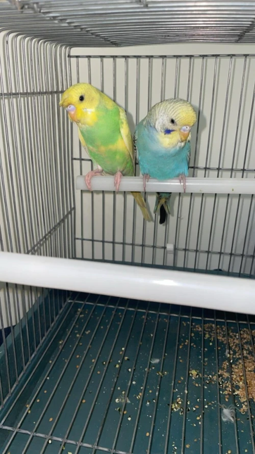 Couple de perruches + cage