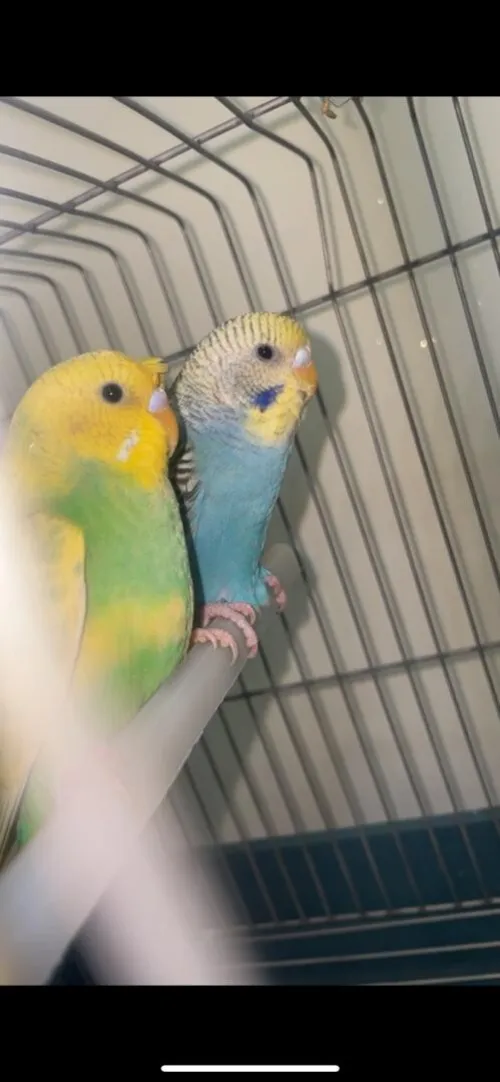 Couple de perruches + cage