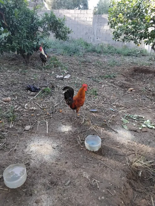 دجاج