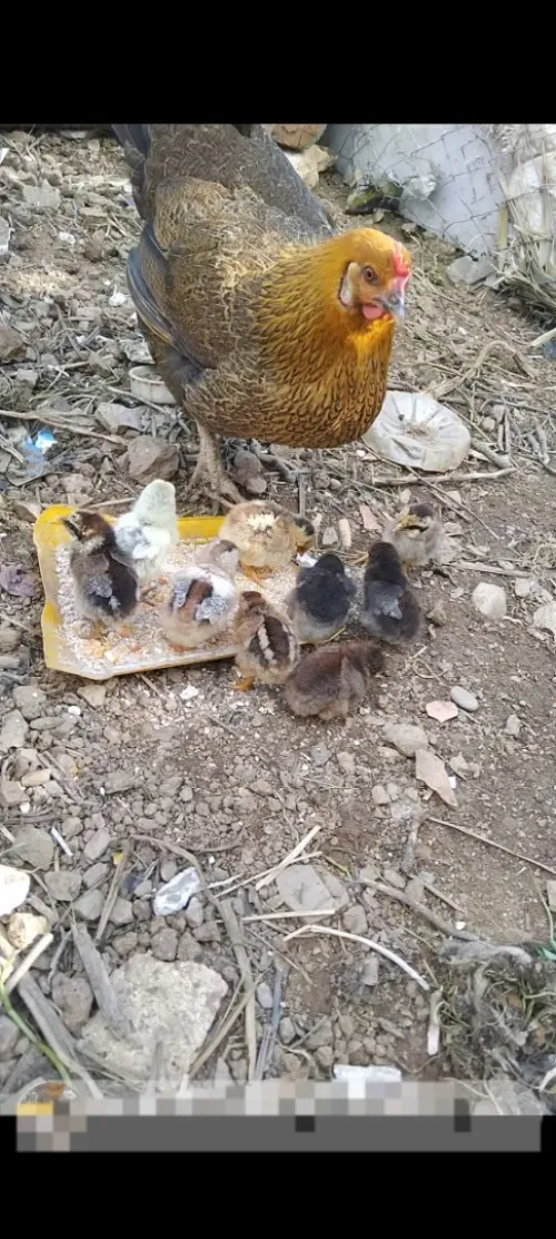دجاج