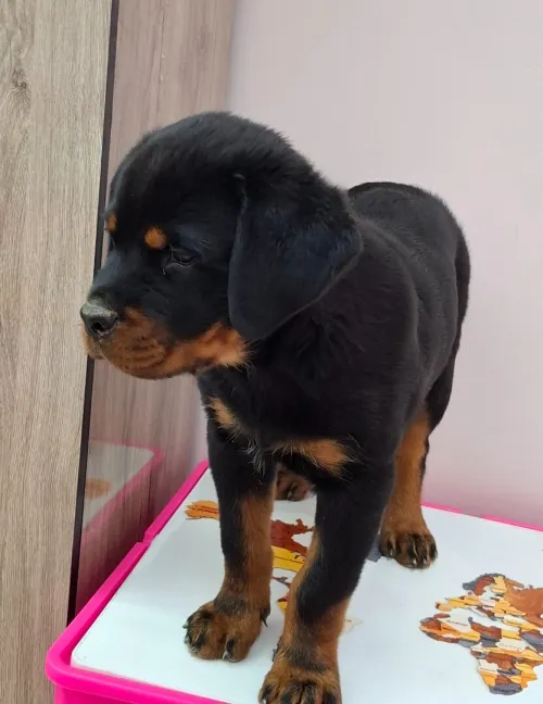 Rottweiler sarbi