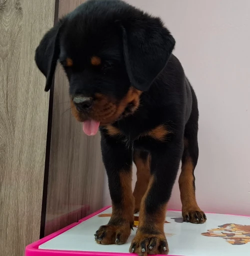 Rottweiler sarbi