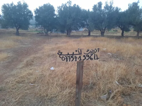 Vente Terrain Tlemcen Ain fezza